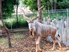 -清迈夜间动物园