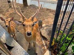 -清迈夜间动物园