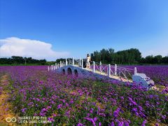 -北京东方普罗旺斯薰衣草庄园