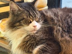 -豆逗聊愈猫阁Easy Life
