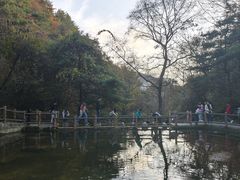 -王顺山国家森林公园