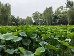 -莲湖公园