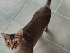 -喵屿·大理花园猫咖