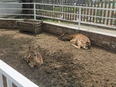 -丽泽山庄·生态怀柔菜·虹鳟鱼(红螺寺店)