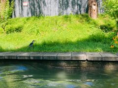 -皇家御河游(紫御湾码头)