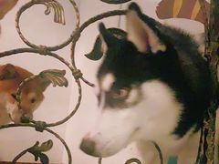 -喜柴咖啡·柴犬狗咖