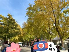 -三里屯东五街银杏大道
