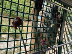 -深圳野生动物园