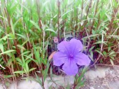 -紫颐香薰山谷景区