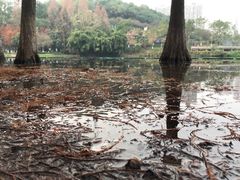 -重庆彩云湖湿地公园