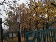-三里屯东五街银杏大道