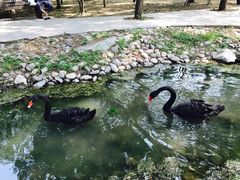-北京麋鹿生态实验中心