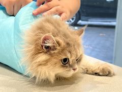 -艾吉宠物医院·疑难杂症转诊中心·猫友好(碧江路院)