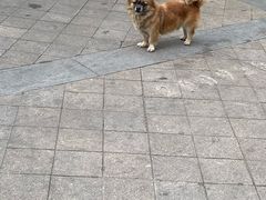 -里兆打面馆