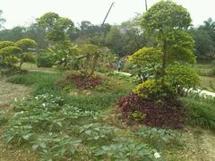 android_upload_pic-广西壮族自治区药用植物园