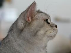 -平行世界·猫咖(首经贸店)
