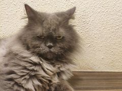 -more than meow吴止猫主题餐厅(承德 中船汇店)