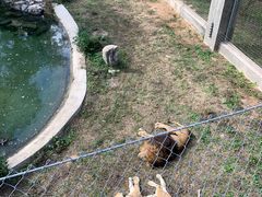 -石家庄市动物园