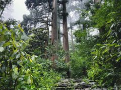 -天目山大树王景区