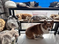 -平行世界·猫咖(首经贸店)