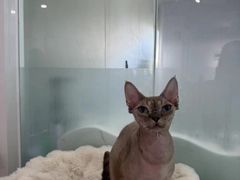 -爱洗澡的猫(望京店)