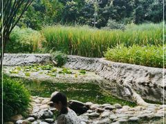 -成都市活水公园
