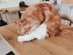 -平行世界·猫咖(首经贸店)