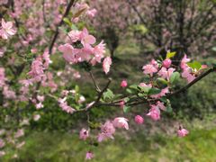 -顾村公园