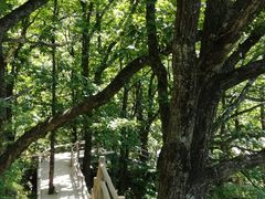 -牛背梁国家森林公园