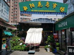 -曲阳花鸟市场(曲阳路店)