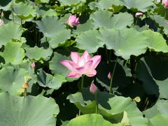 -莲花池公园