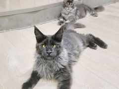 -十年猫舍·猫咪专门店(普陀店)