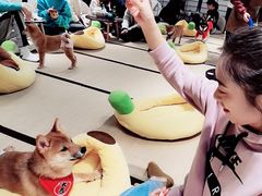 -逗柴咖啡屋·狗咖猫咖宠物桌游
