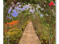 -紫颐香薰山谷景区