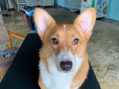 -汪说喵讲宠物乐园宠物酒店(红星美凯龙店)