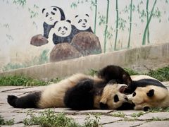 -中国大熊猫保护研究中心雅安碧峰峡基地