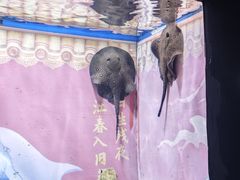 -烟台海昌鲸鲨海洋公园