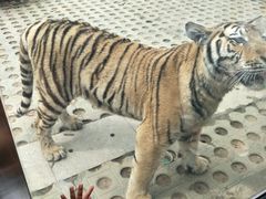 -西安秦岭野生动物园