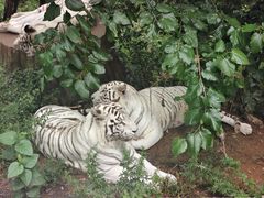 -大连森林动物园