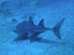 -烟台海昌鲸鲨海洋公园