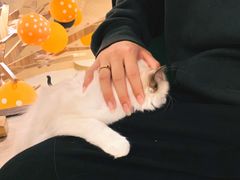 -飞行喵MR PILOT|猫舍·猫咖(静安大融城店)