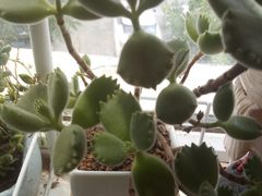 -晚归月亮湾私家菜(临邑路店)