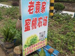 -老袁家蜜桃农场·阳山水蜜桃