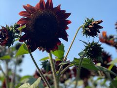 -花开海上生态园