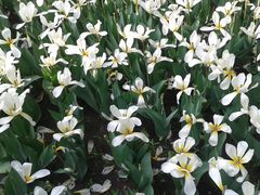 郁金香-长春公园(普阳街道)