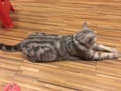 -吉丁鸟咖·异宠·寄养