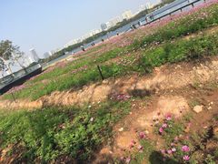 -海珠湖公园