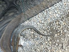 -帕帕拉兹宠物(亚洲旗舰店)