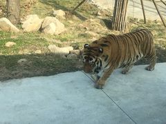 -西安秦岭野生动物园