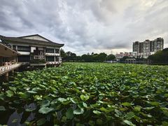 -荔湾湖公园